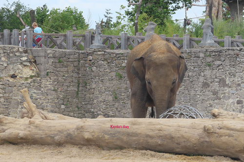 20190701 elephant 25.jpg