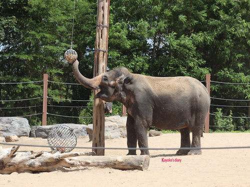 20190701 elephant 26.jpg