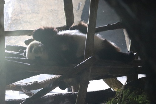 20190701 panda 15.jpg