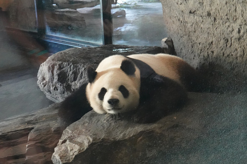 20190701 panda 18.jpg