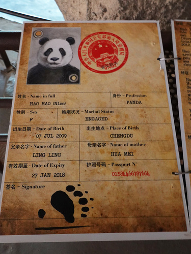 20190701 panda 19.jpg