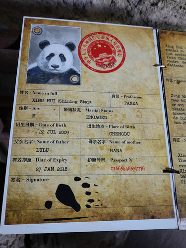 20190701 panda 20.jpg