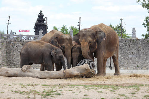 20190701 zoo18.jpg