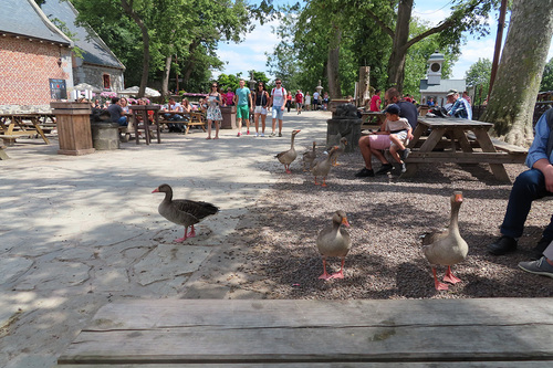 20190701 zoo28.jpg