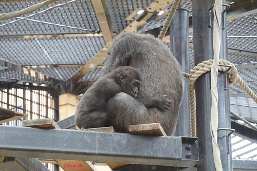 20210328 zoo10.jpg