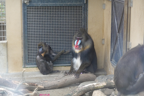 20210328 zoo12.jpg