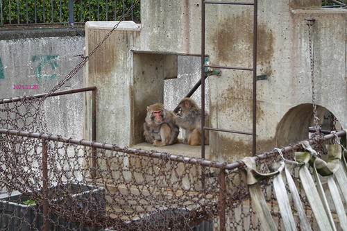 20210328 zoo14.jpg