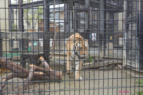 20210328 zoo16.jpg
