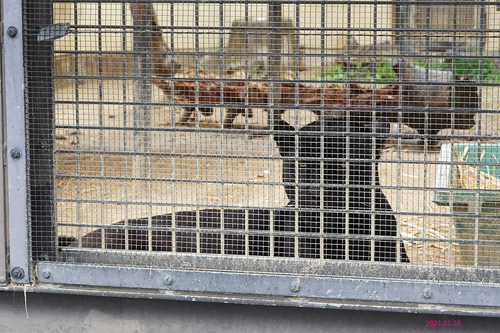 20210328 zoo17.jpg