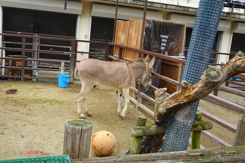 20210328 zoo26.jpg
