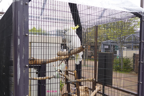 20210328 zoo28.jpg