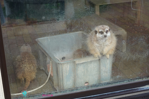 20210328 zoo29.jpg