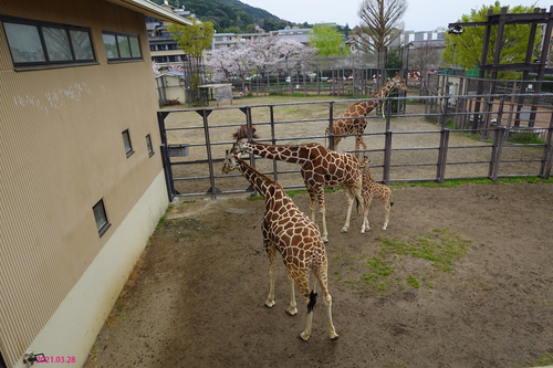 20210328 zoo30.jpg
