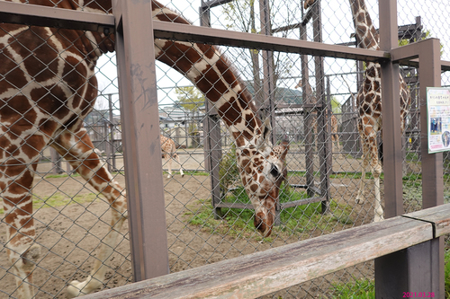 20210328 zoo31.jpg