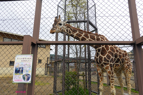 20210328 zoo32.jpg