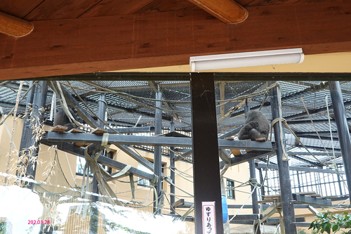 20210328 zoo8.jpg