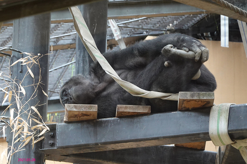 20210328 zoo9.jpg