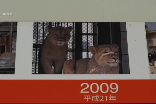 20220810 lion3.jpg