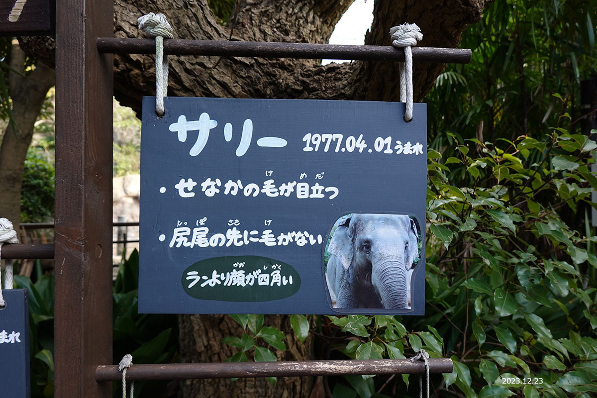 初めまして！ サリーさん、ランさん☆ 北九州、小倉 「到津の森動物園」のセイロンゾウ② （2023年12月23日）: 日々の出来事 (Kayoko's  diary)