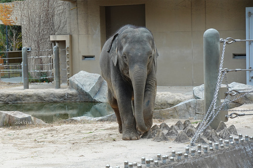 20241218 zoo 4-7.jpg